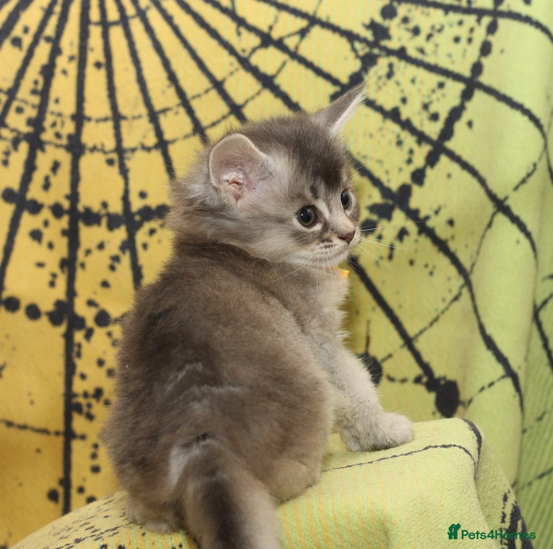 Somali cats for sale: Blue silver female Somali - Advert 16