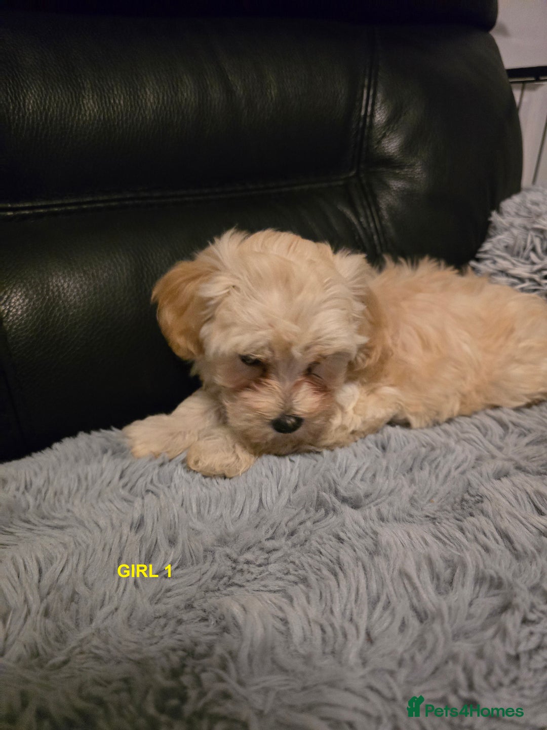 Maltipoo dogs for sale: MALTIPOO PUPPIES FOR SALE - Image 11