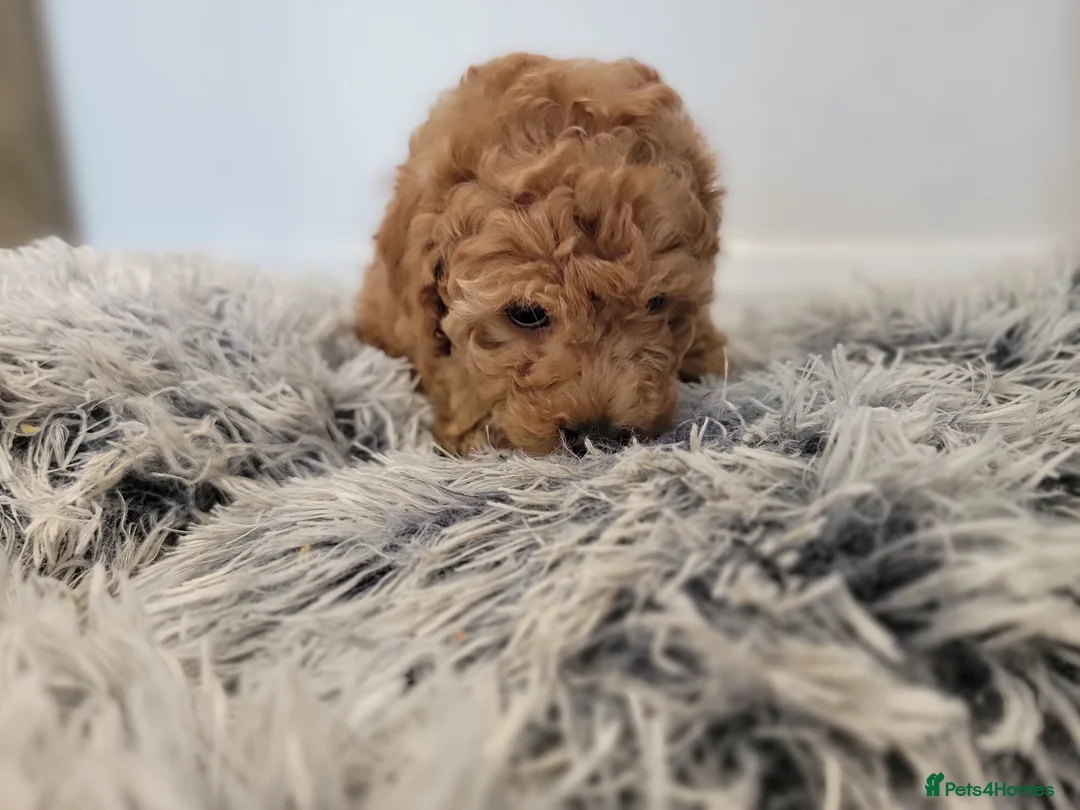 Maltipoo dogs for sale: F1b Maltipoo.   Ready to leave now  - Advert 21