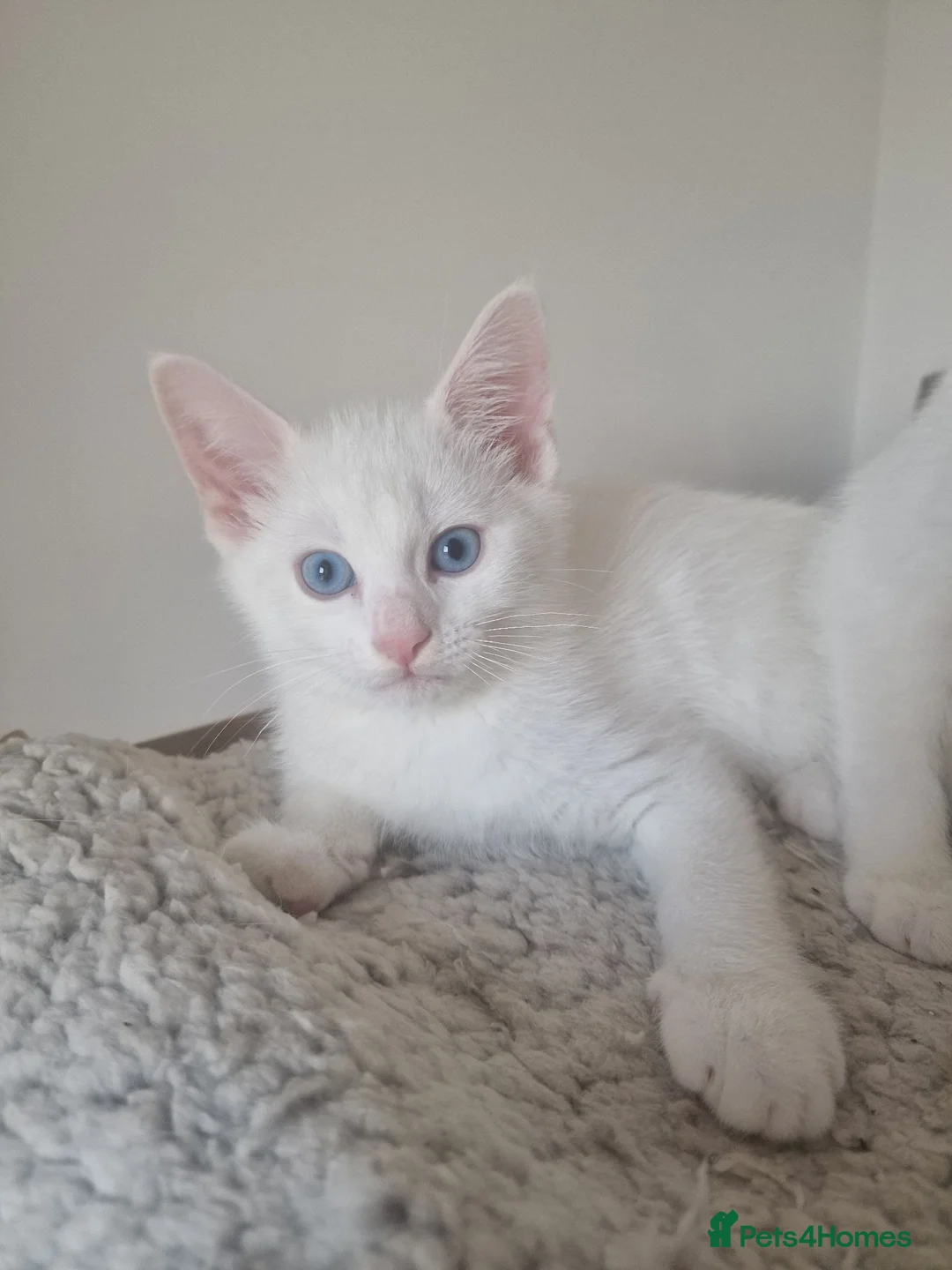 Mixed Breed cats for sale: Stunning White Blue-Eyed Male Kitten  - Advert 2