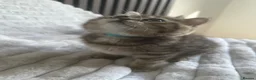 British Shorthair cats for sale: 😻Beautiful British Shorthair Kittens 🐈‍⬛ 🩷💙 - Advert 14