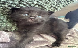 Mixed Breed cats for sale: Beautiful kittens 🐈‍⬛  - Image 17