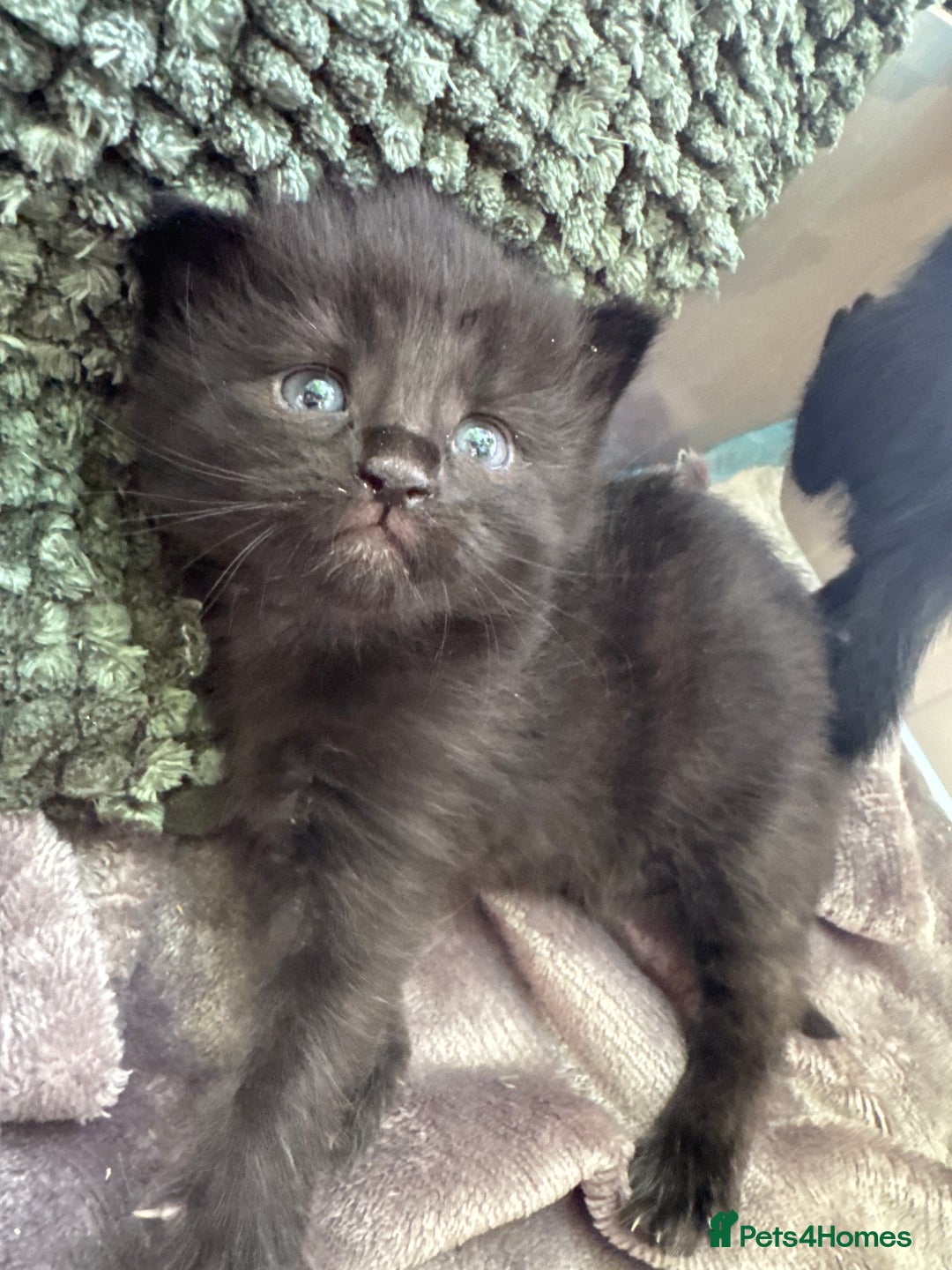 Mixed Breed cats for sale: Beautiful kittens 🐈‍⬛  - Image 17