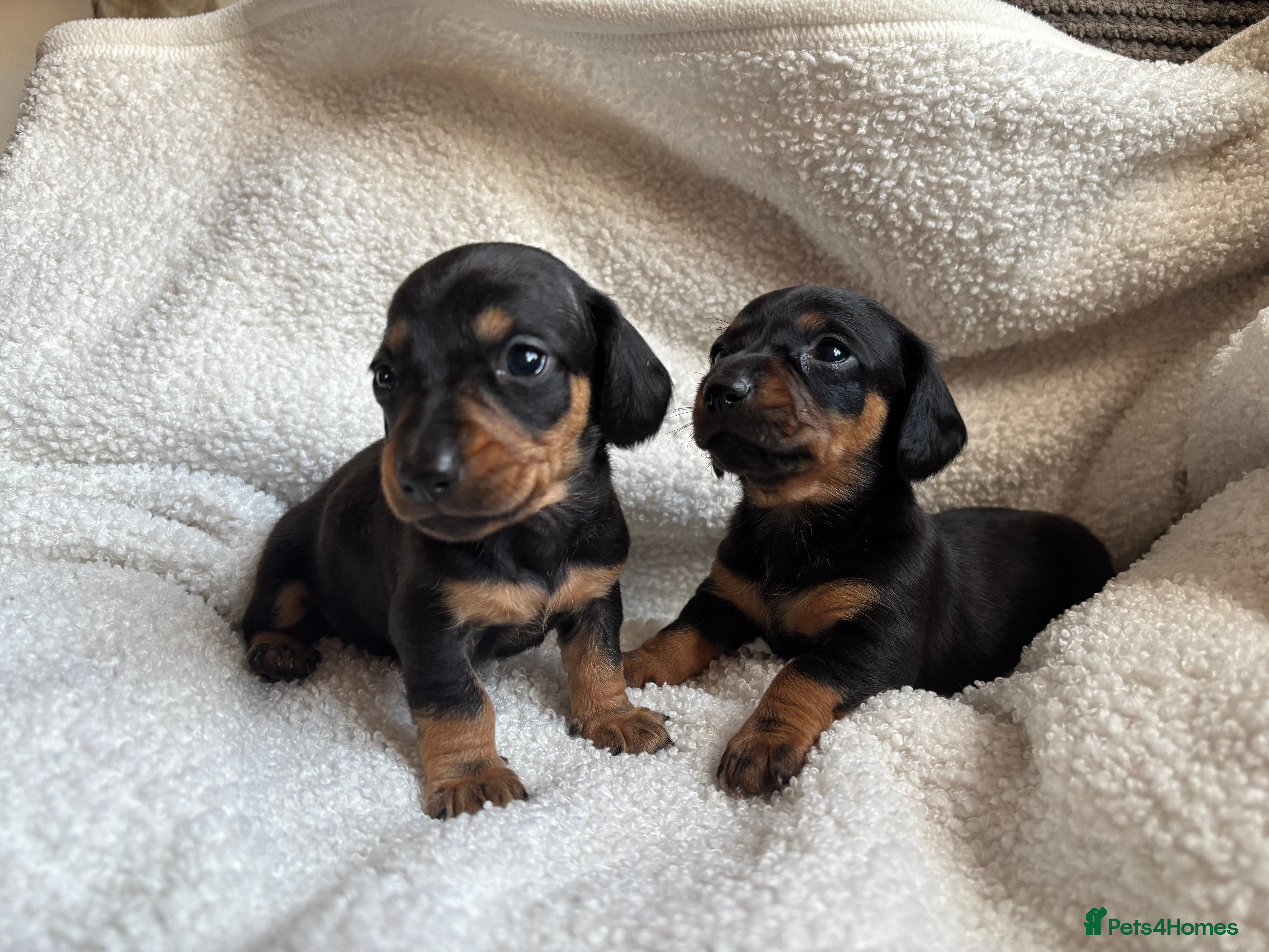 Miniature Dachshund dogs Beautiful miniature dachshunds 🤍 - Advert 3