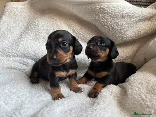 Miniature Dachshund dogs Beautiful miniature dachshunds 🤍 - Advert 5
