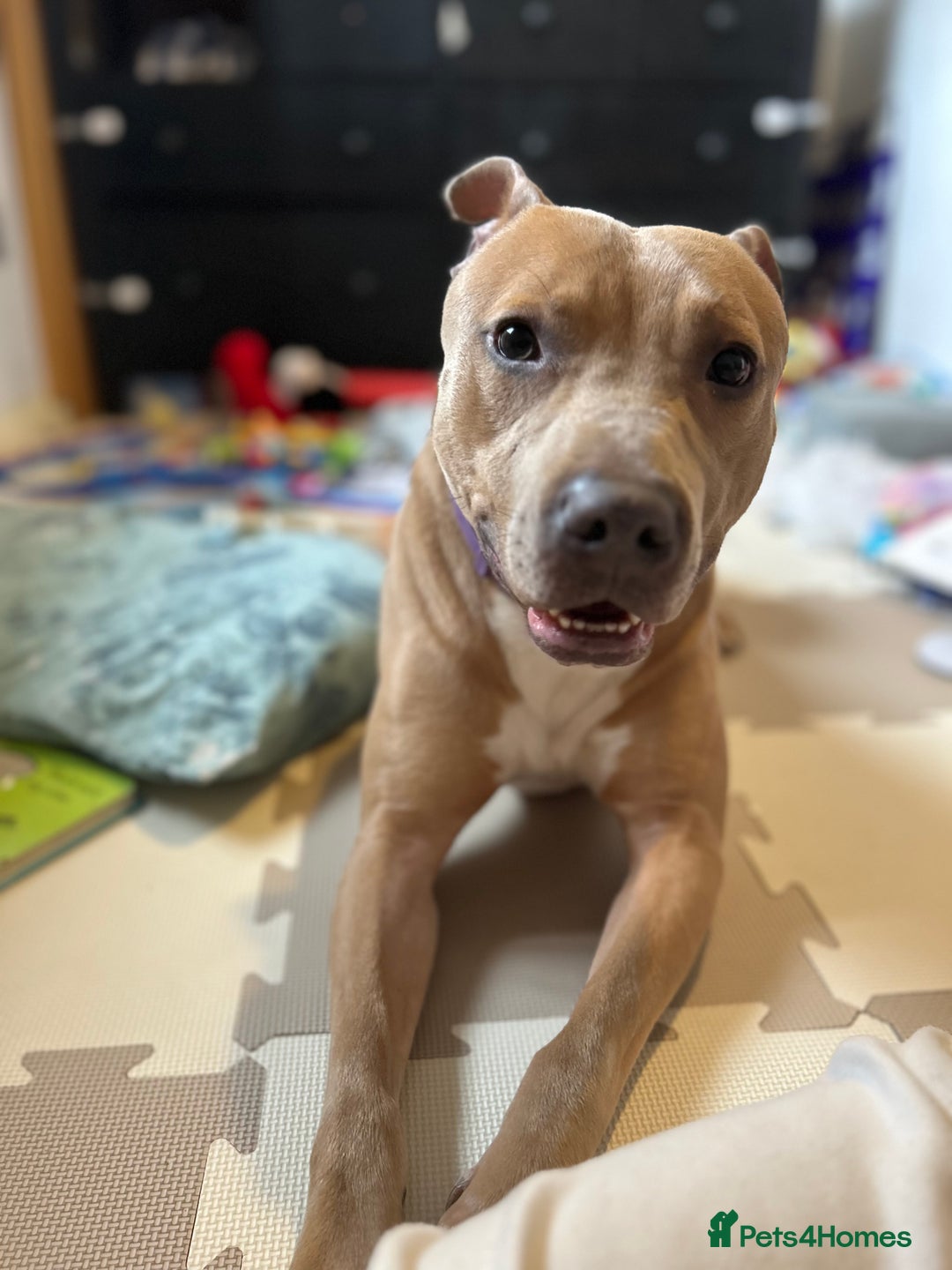 Mixed Breed dogs for sale: Tan and white male staff  - Advert 3