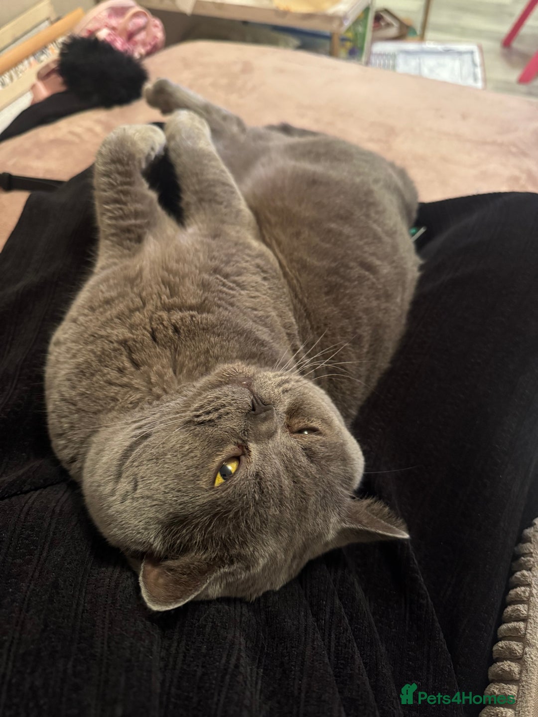 British Shorthair cats for sale: Beautiful British Short Hair - Advert 2