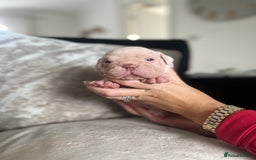 Old Tyme Bulldog dogs for sale: Rainbow litter of stunning old tyme bulldogs  - Image 10