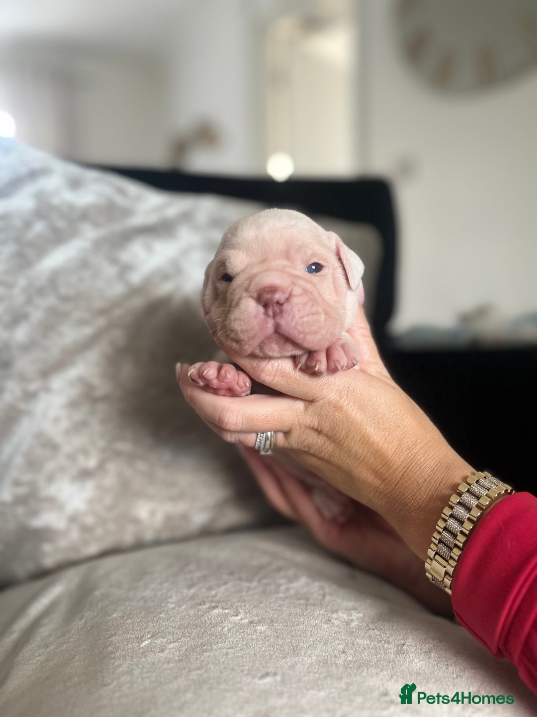 Old Tyme Bulldog dogs for sale: Rainbow litter of stunning old tyme bulldogs  - Image 10
