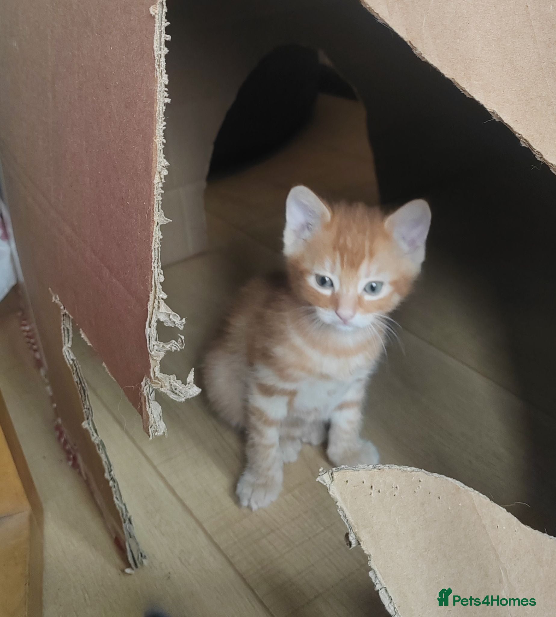Mixed Breed cats Adorable kittens are looking for lovely home  - Advert 2