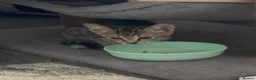 Savannah cats for sale: Kitten female savannah  - Advert 2