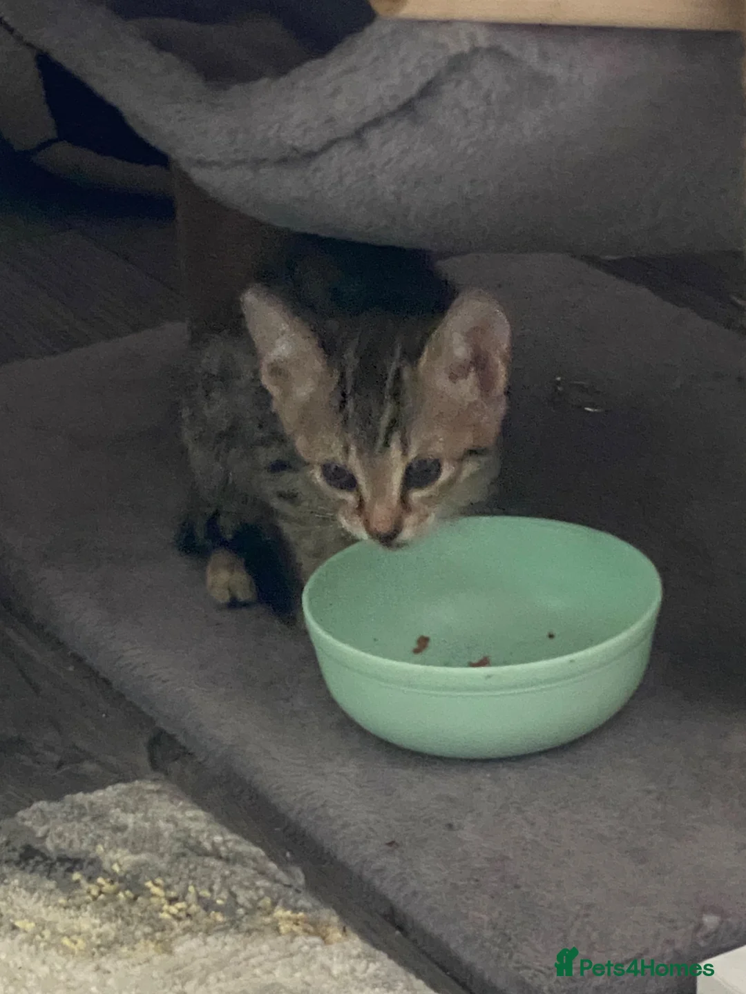Savannah cats for sale: Kitten female savannah  - Advert 2