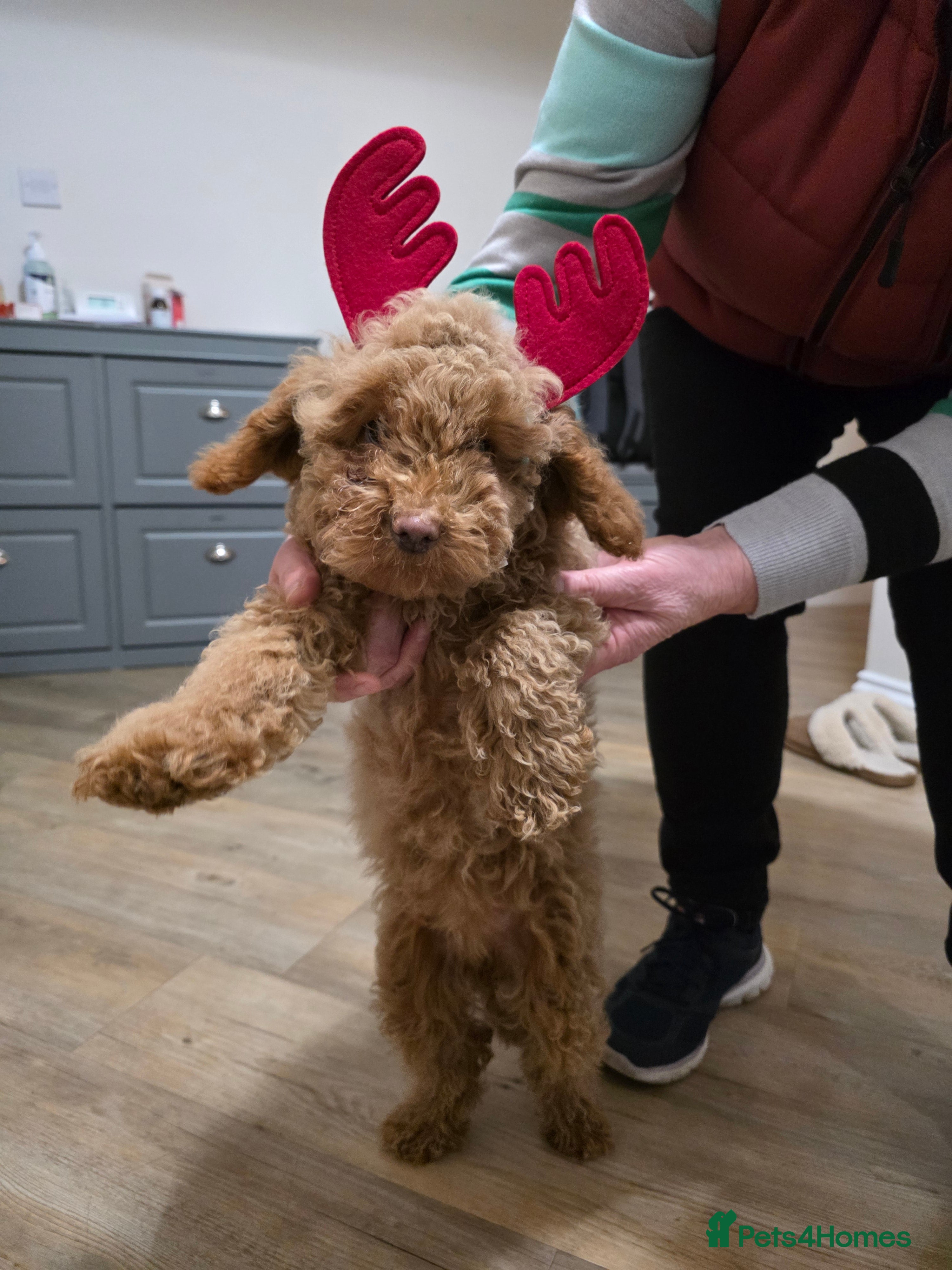 Toy Poodle dogs Girl Toy poodles  - Advert 17