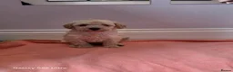 Toy Poodle dogs for sale: Ready to go Exceptional Toy poodles for sale - Advert 3