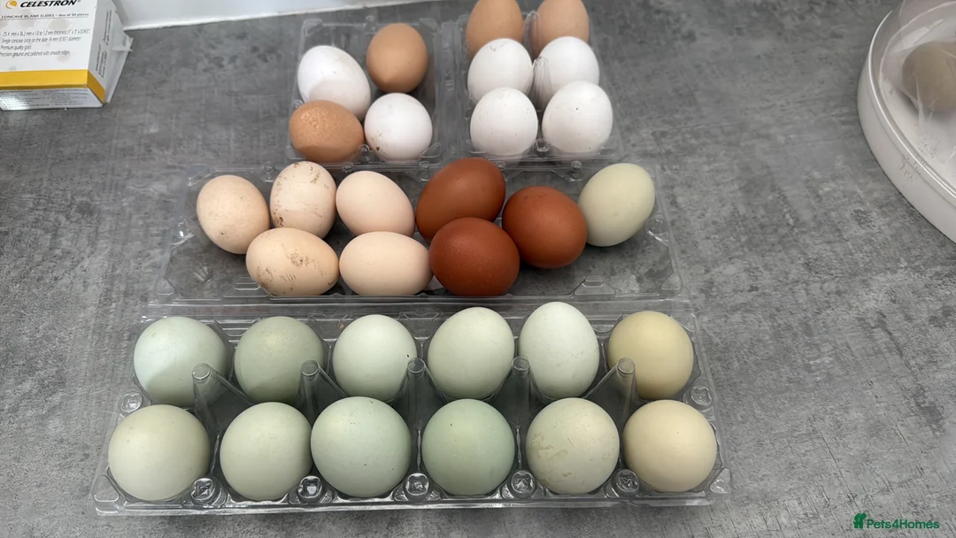 Chickens poultry for sale: Hatching eggs available. One day old chick -pol - Advert 6