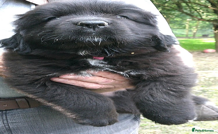 Newfoundland dogs - Advert 3