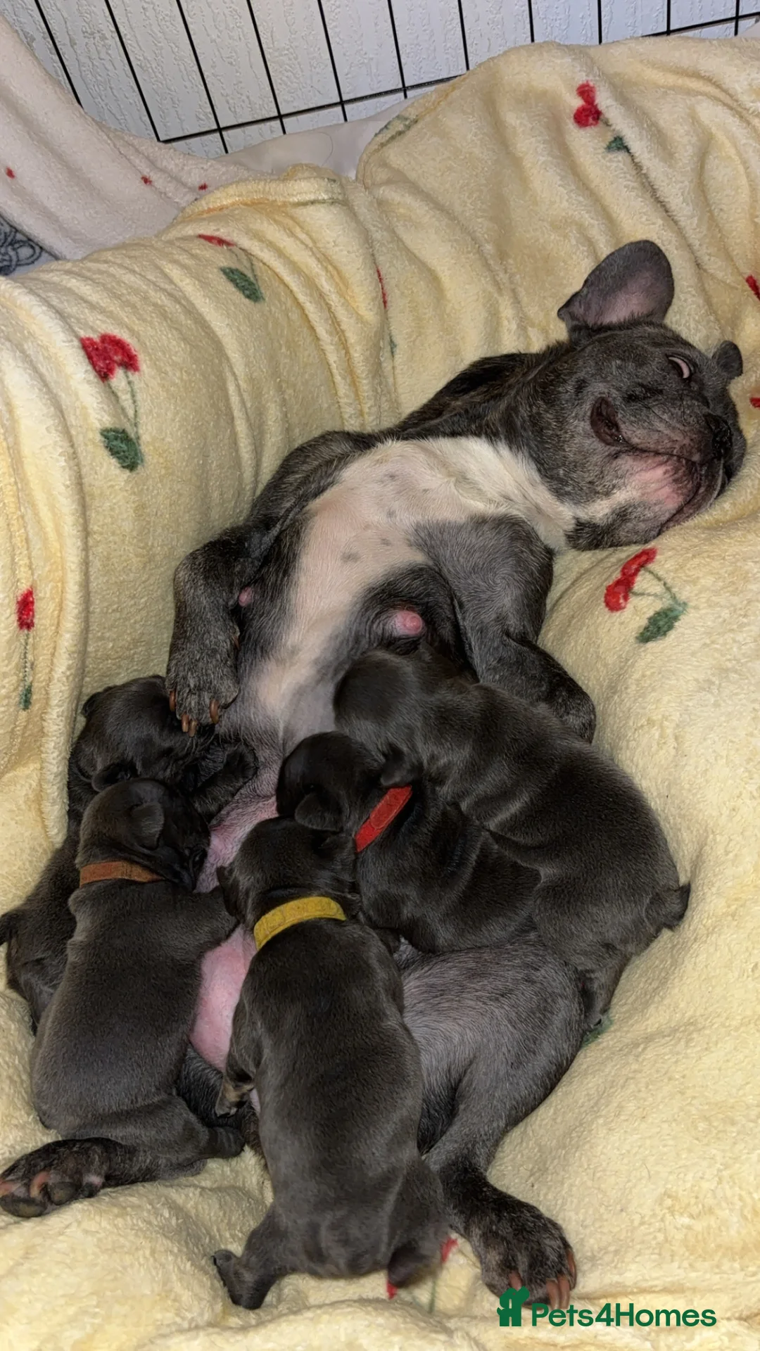 French Bulldog dogs for sale: Beautiful French bulldog pups - Advert 1