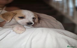 Beagle dogs for sale: Beagle puppies  - Image 5
