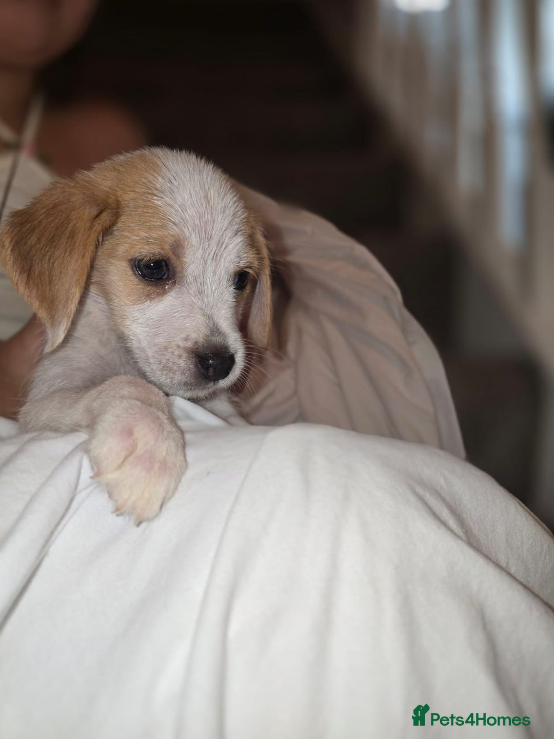 Beagle dogs for sale: Beagle puppies  - Image 5