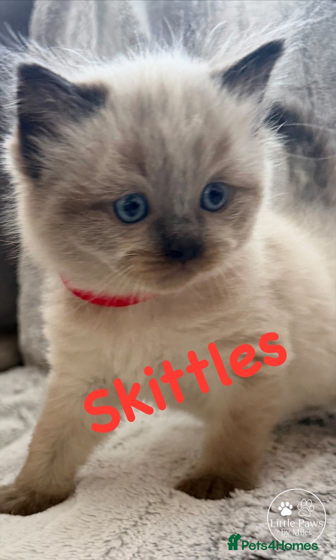 Ragdoll cats for sale: GCCF Exceptional Pedigree Ragdolls 🌸 - Advert 8