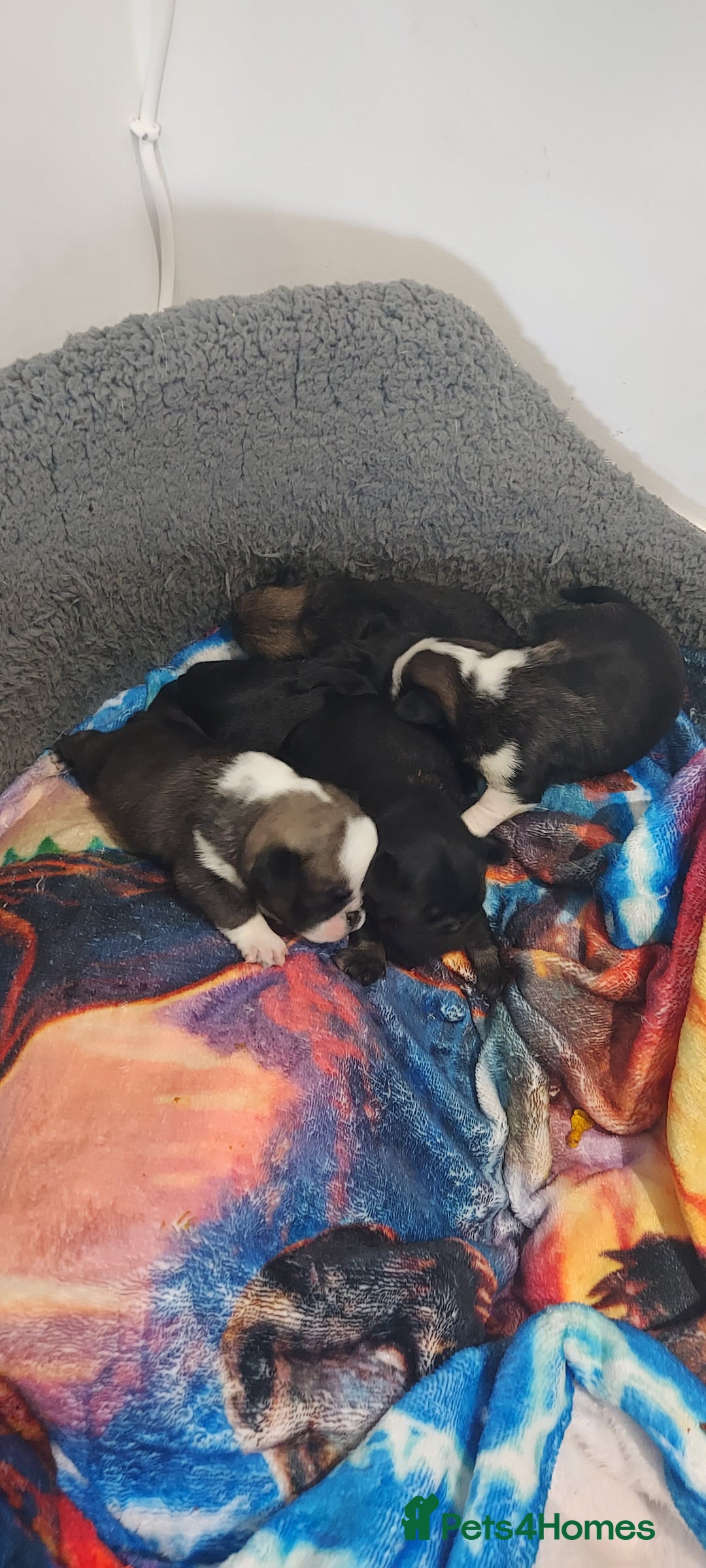 Pug dogs for sale: Pug puppies for sale  - Image 1