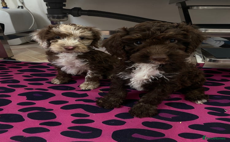 Cockapoo dogs - Advert 14
