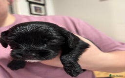 Cockalier dogs for sale: Cocker spaniel x Cavalier King Charles ( Cockalier - Advert 2