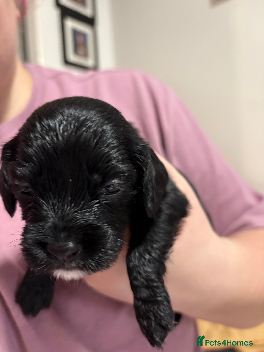 Cockalier dogs for sale: Cocker spaniel x Cavalier King Charles ( Cockalier - Advert 2