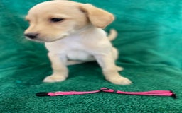 Labrador Retriever dogs for sale: Labrador Puppies - Image 5