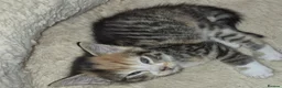 Mixed Breed cats for sale: Bengal x maincoon - Advert 13