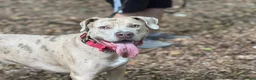 Mixed Breed dogs for sale: Hades in Telford - Advert 1