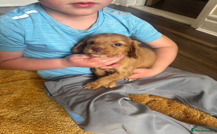 Cocker Spaniel dogs - Advert 3