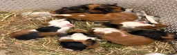 Guinea Pig rodents for sale: Gorgeous baby Guineapigs  in Chelmsford - Advert 1