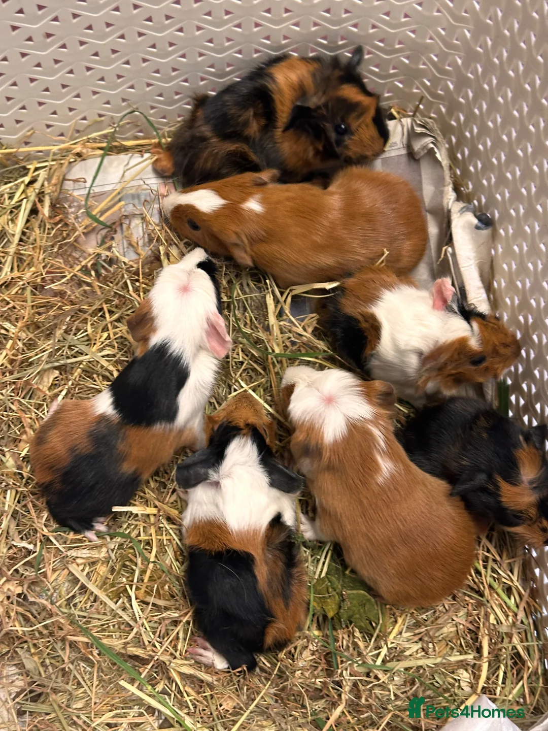 Guinea Pig rodents for sale: Gorgeous baby Guineapigs  in Chelmsford - Advert 1