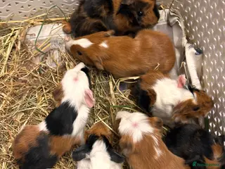 Guinea Pig rodents Gorgeous baby Guineapigs - Advert 1