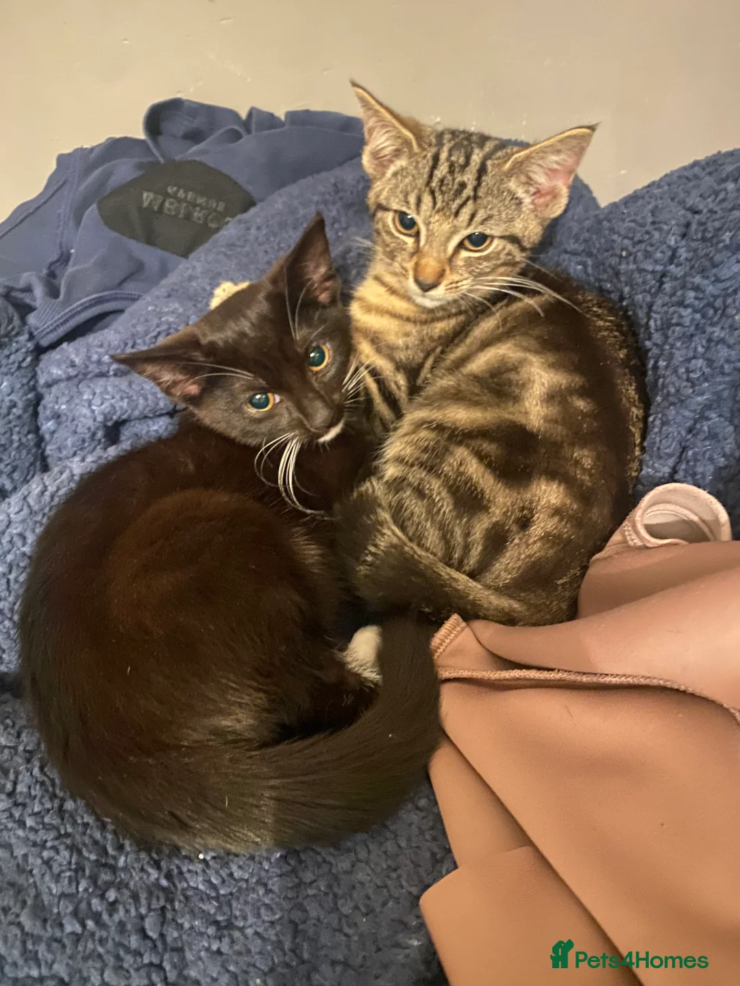 British Shorthair cats for sale: 3 beautiful babies looking for new homes - Advert 1