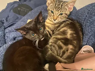 British Shorthair cats 3 beautiful babies looking for new homes - Advert 5