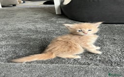 Maine Coon cats for sale: Stunning red and cream maine coons  - Image 6