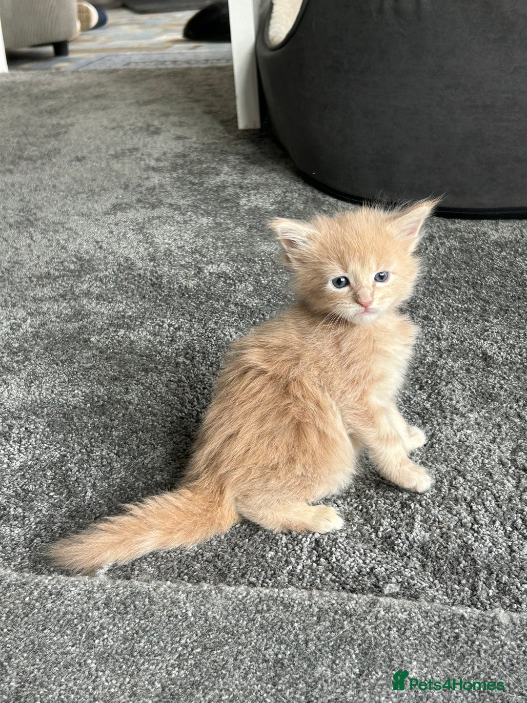 Maine Coon cats for sale: Stunning red and cream maine coons  - Image 6