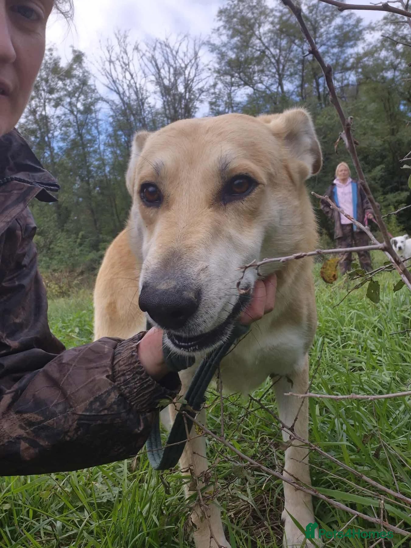 Mixed Breed dogs Tanner - Norwich Norfolk  - Advert 2