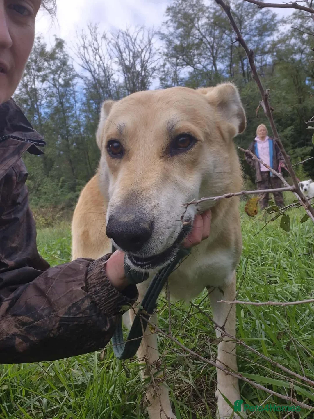 Mixed Breed dogs for adoption: Tanner - Norwich Norfolk  - Advert 1