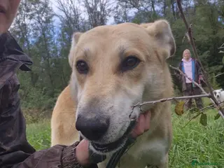 Mixed Breed dogs Tanner - Norwich Norfolk - Advert 2