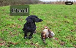 Cocker Spaniel dogs for sale: Working Cocker Spaniel Puppies  - Image 4