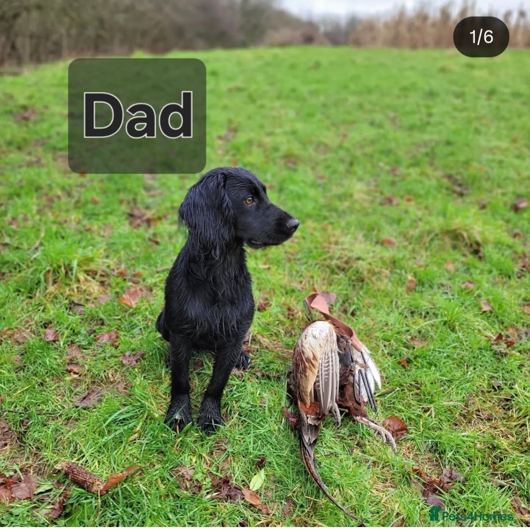 Cocker Spaniel dogs for sale: Working Cocker Spaniel Puppies  - Image 4