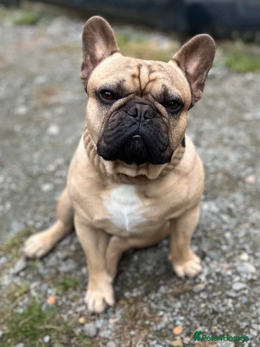 French Bulldog dogs for stud: Denzel- Open for Stud- PROVEN. Son of Super Ted  in Gillingham - Advert 2