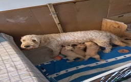 Goldendoodle dogs for sale: Golden doodle puppies ready 12th September  - Image 29