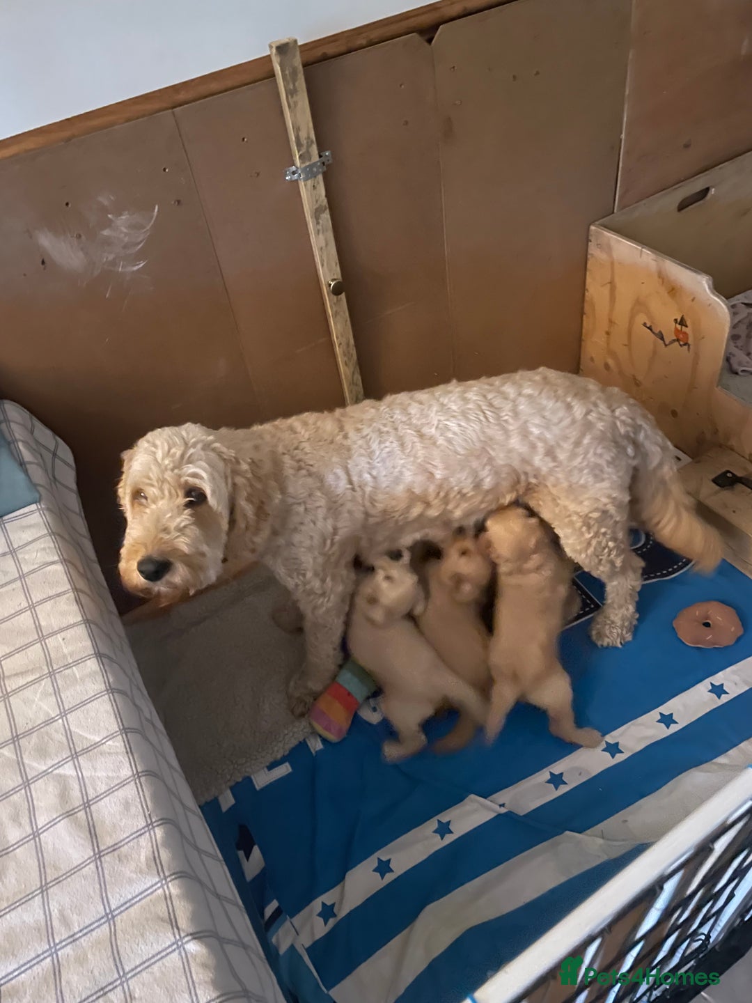 Goldendoodle dogs for sale: Golden doodle puppies ready 12th September  - Image 29