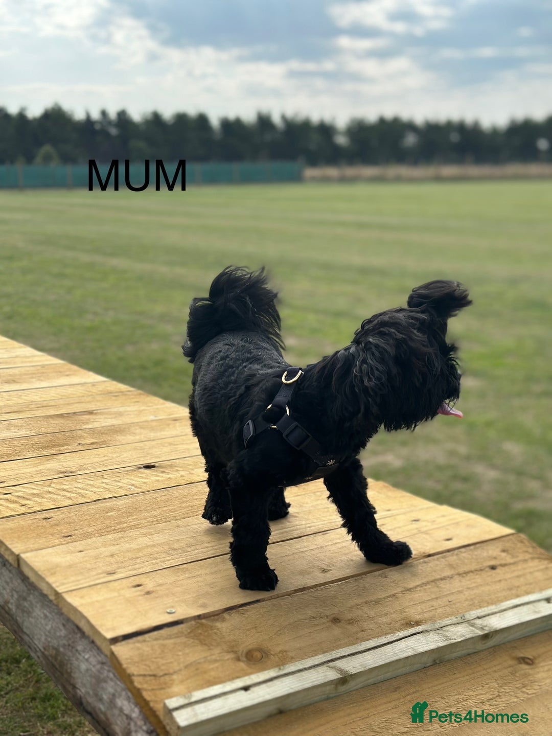 Shih Tzu dogs for sale: 🐾 Beautiful Shih Tzu Puppies🐾 - Image 7