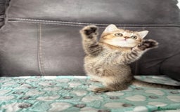 British Shorthair cats for sale: Beautiful GCCF kittens from champion lines  - Image 1