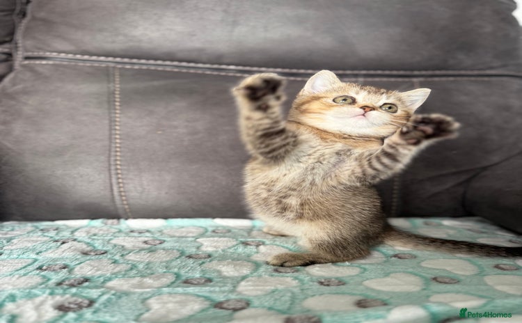 British Shorthair cats - Advert 4